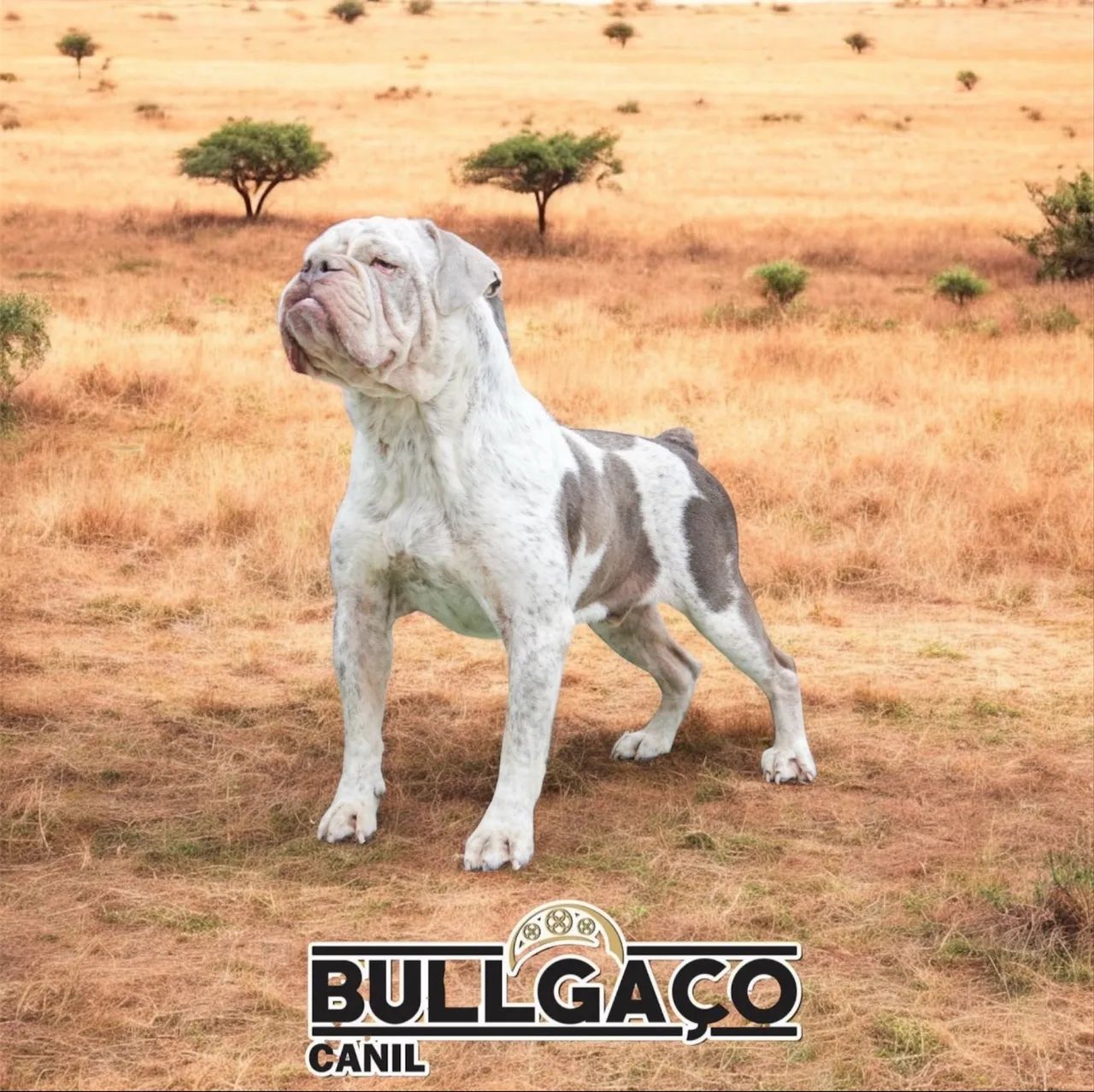 Buldogue campeiro  - Foto 2
