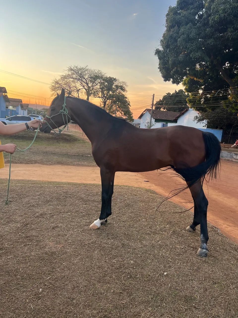 Cavalo árabe  - Foto 3