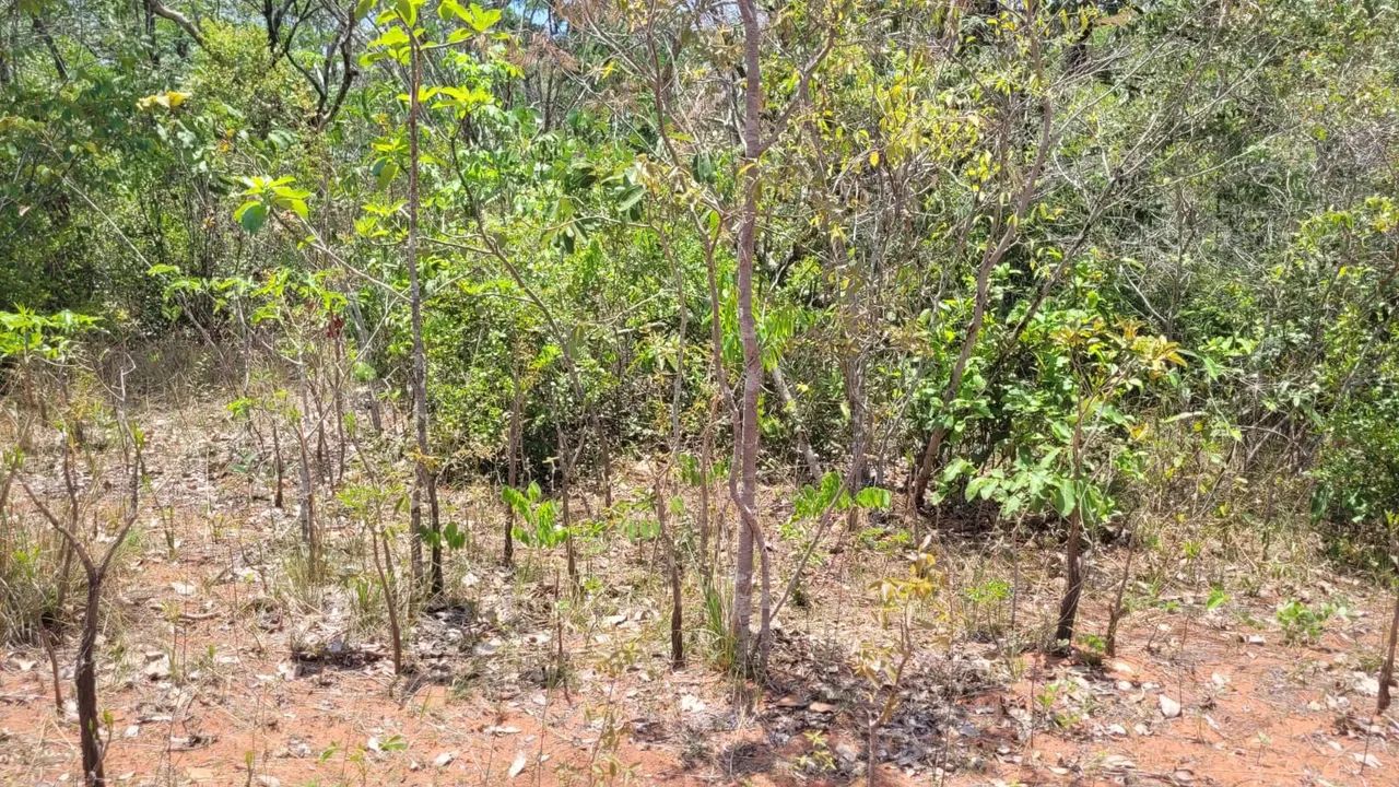 Grande Fazenda à Venda - Ideal para Agricultura e Pecuária - Foto 5