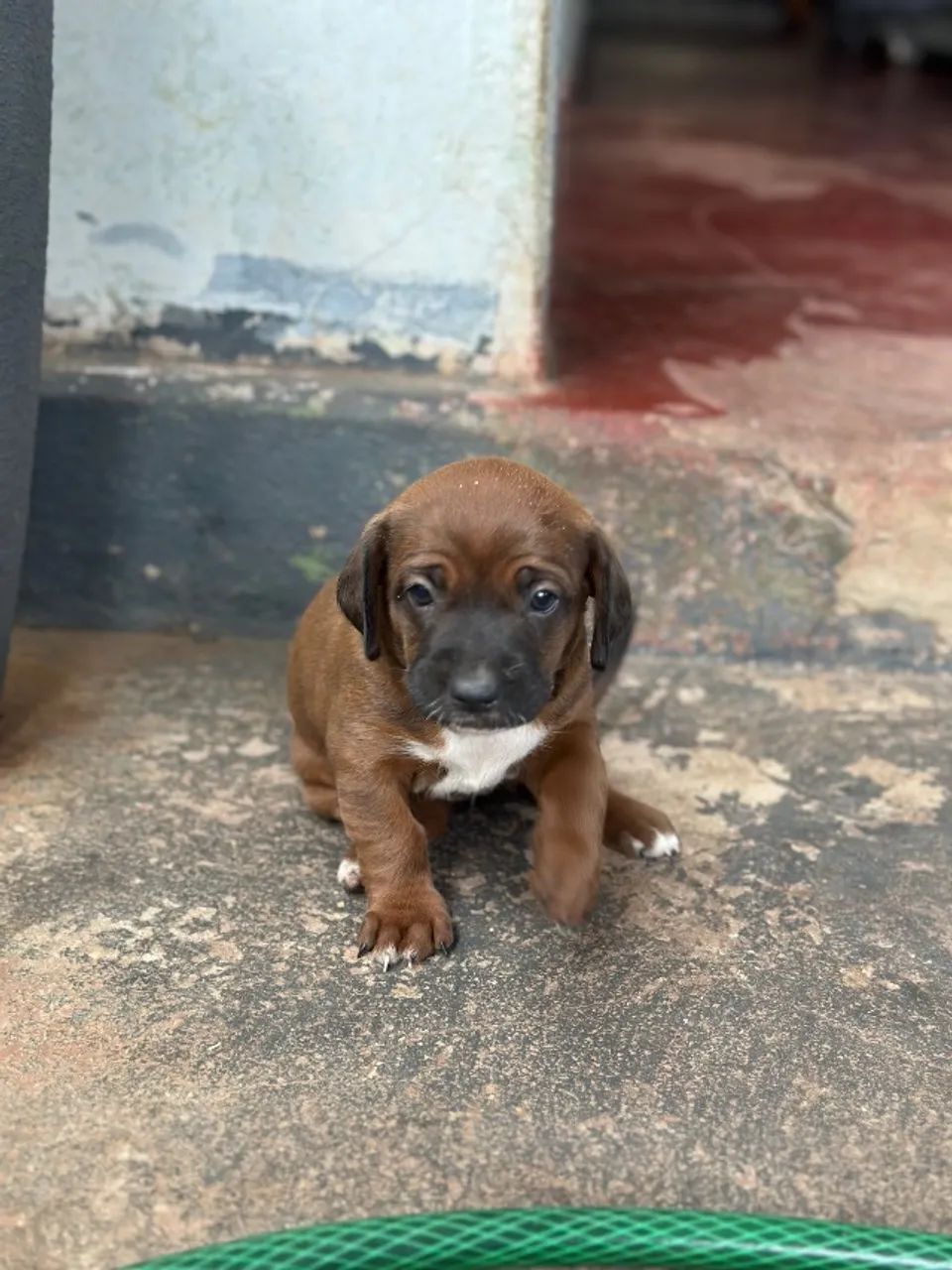 Adoção filhotes de cachorro  - Foto 4