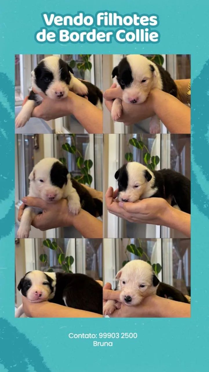 cachorro filhote boder cooler 