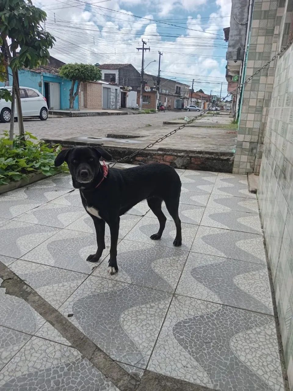 Doação Responsável  - Foto 3