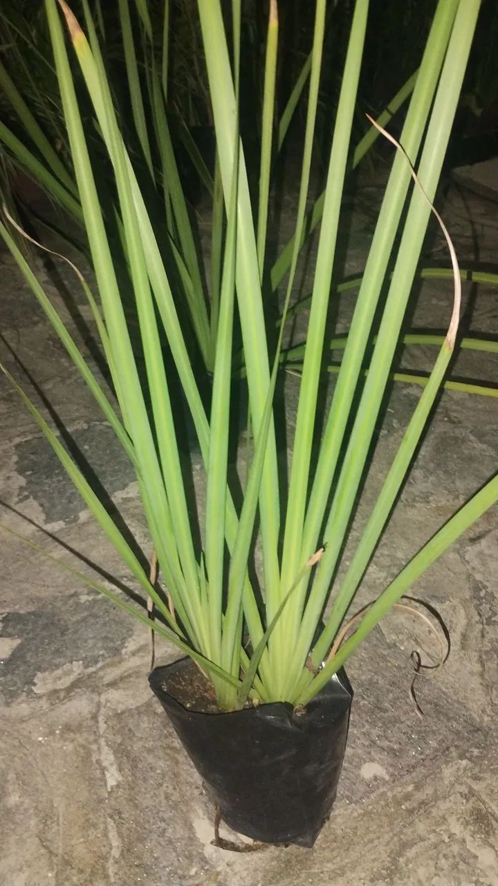 Plantas e Jardinagem 