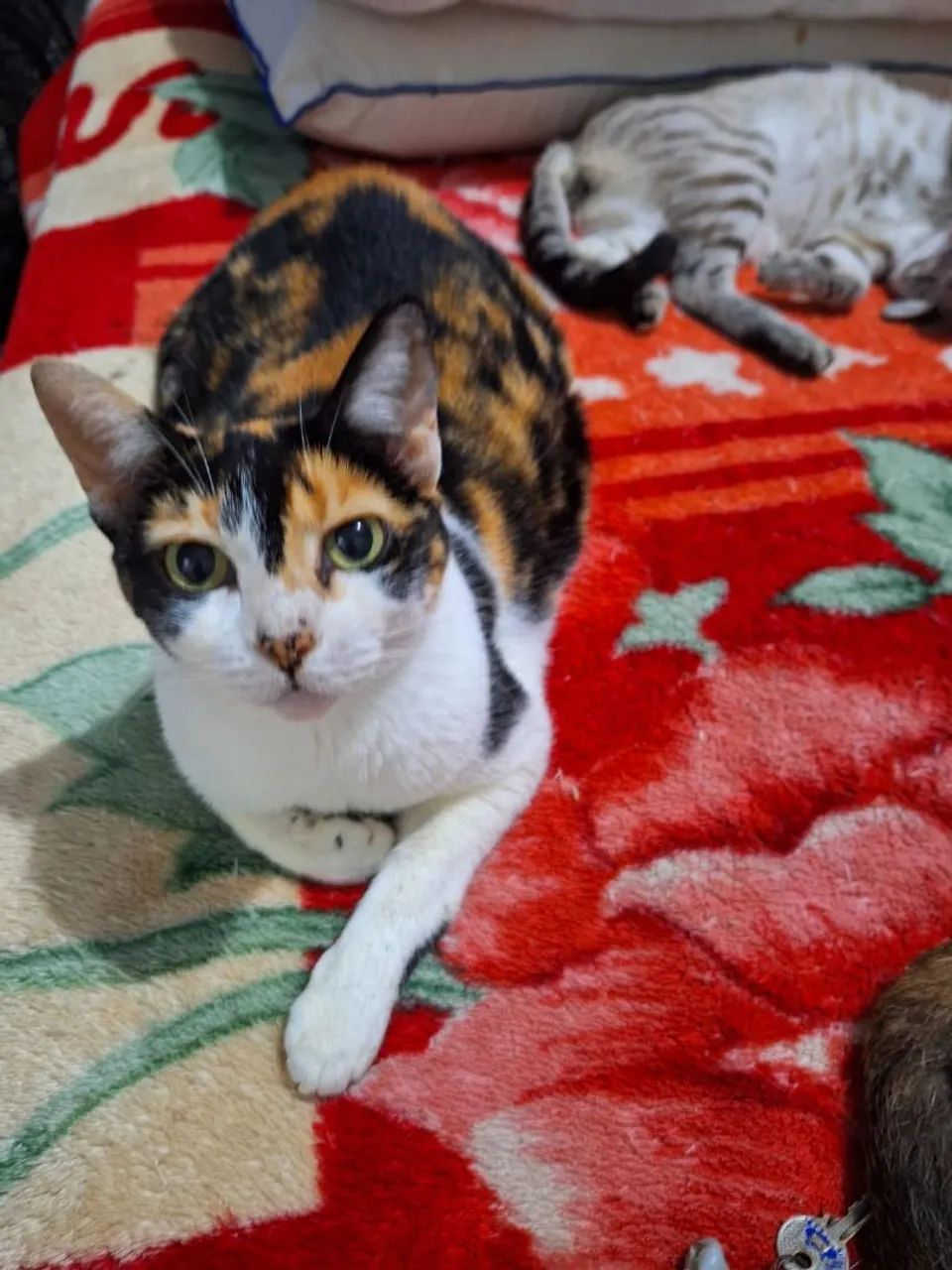 Baba de Pet - Foto 2