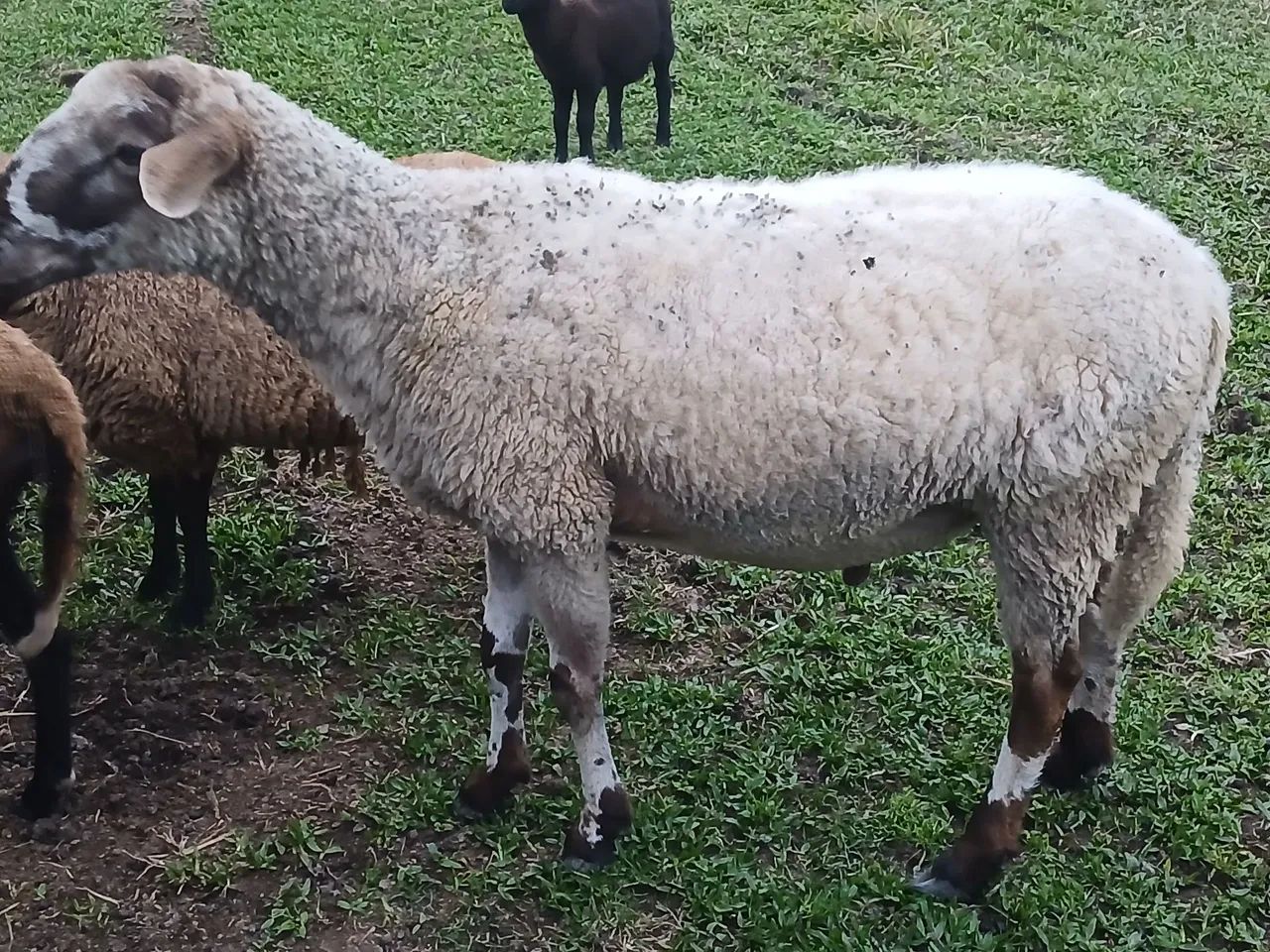 Vendo Reprodutor Texel  - Foto 3