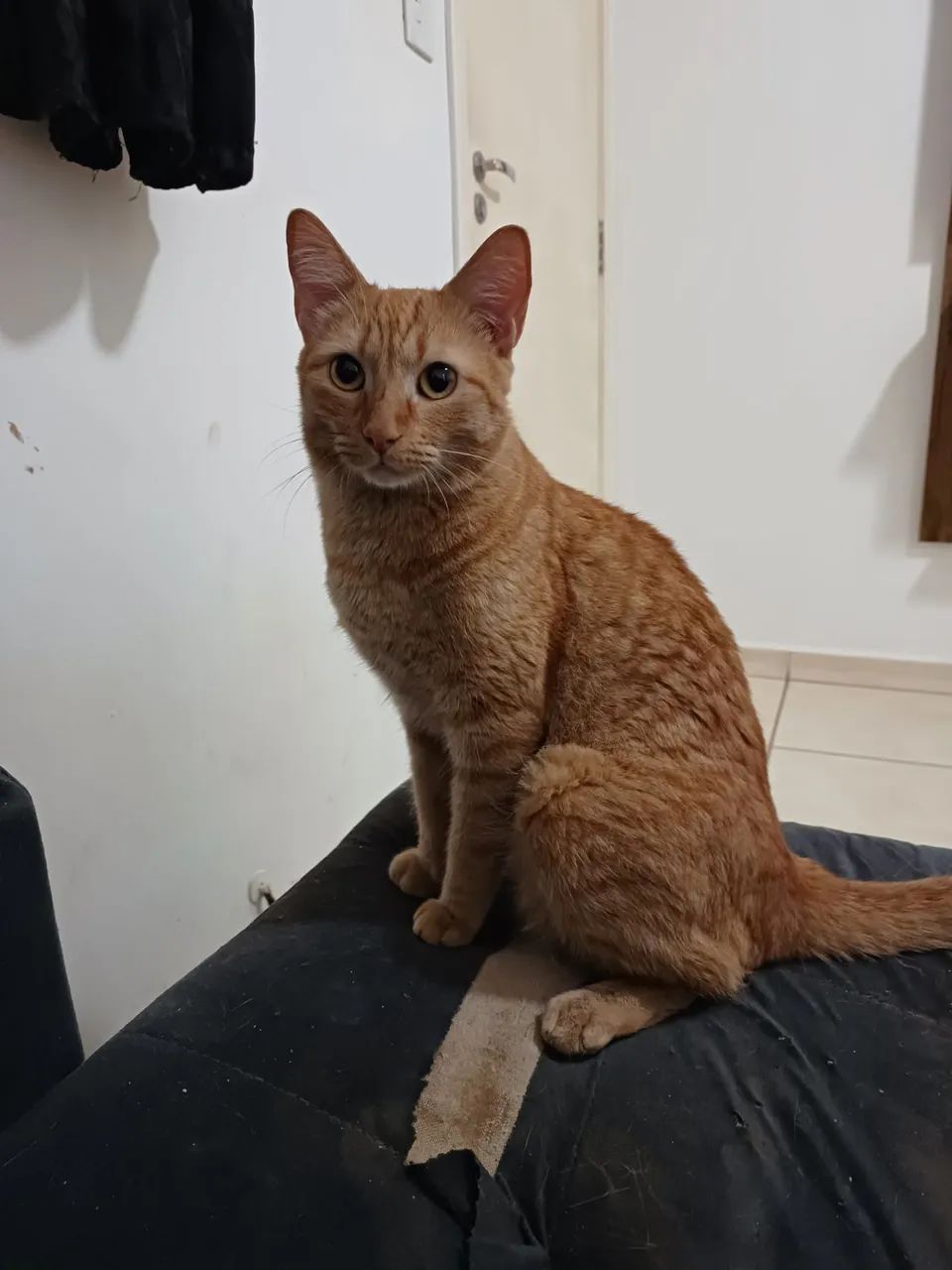 Doação responsável  - Foto 2