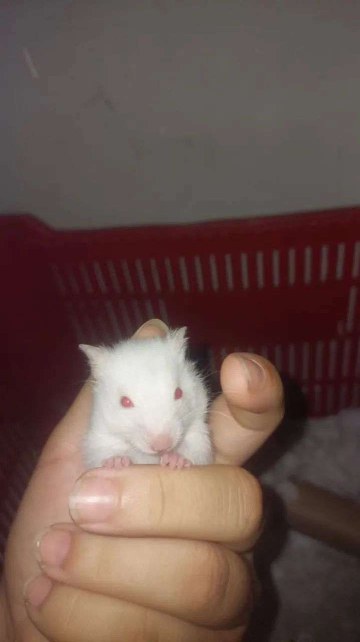 Animais  - Foto 3