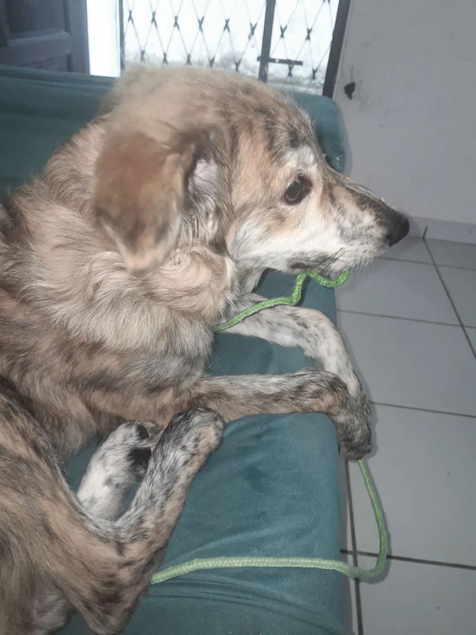 Cachorro 9 meses mancho - Foto 2