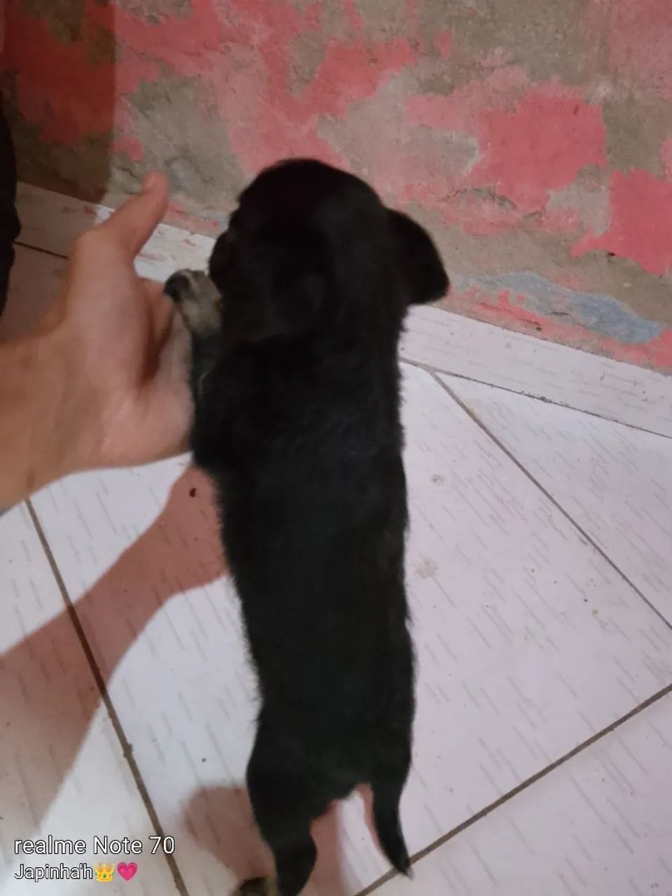 Cachorra pinscher  - Foto 4