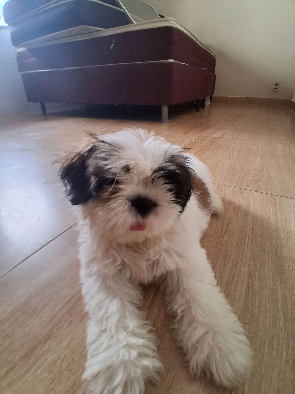 Vende-se cachorro  - Foto 3