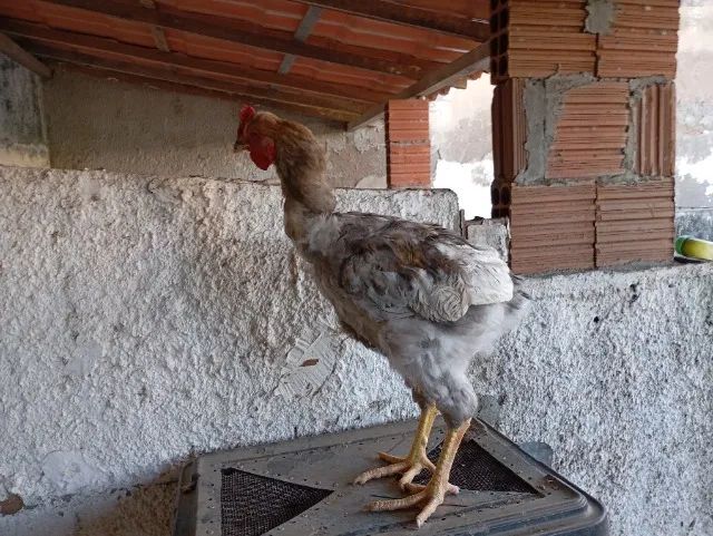 Frango Gsb - Foto 2