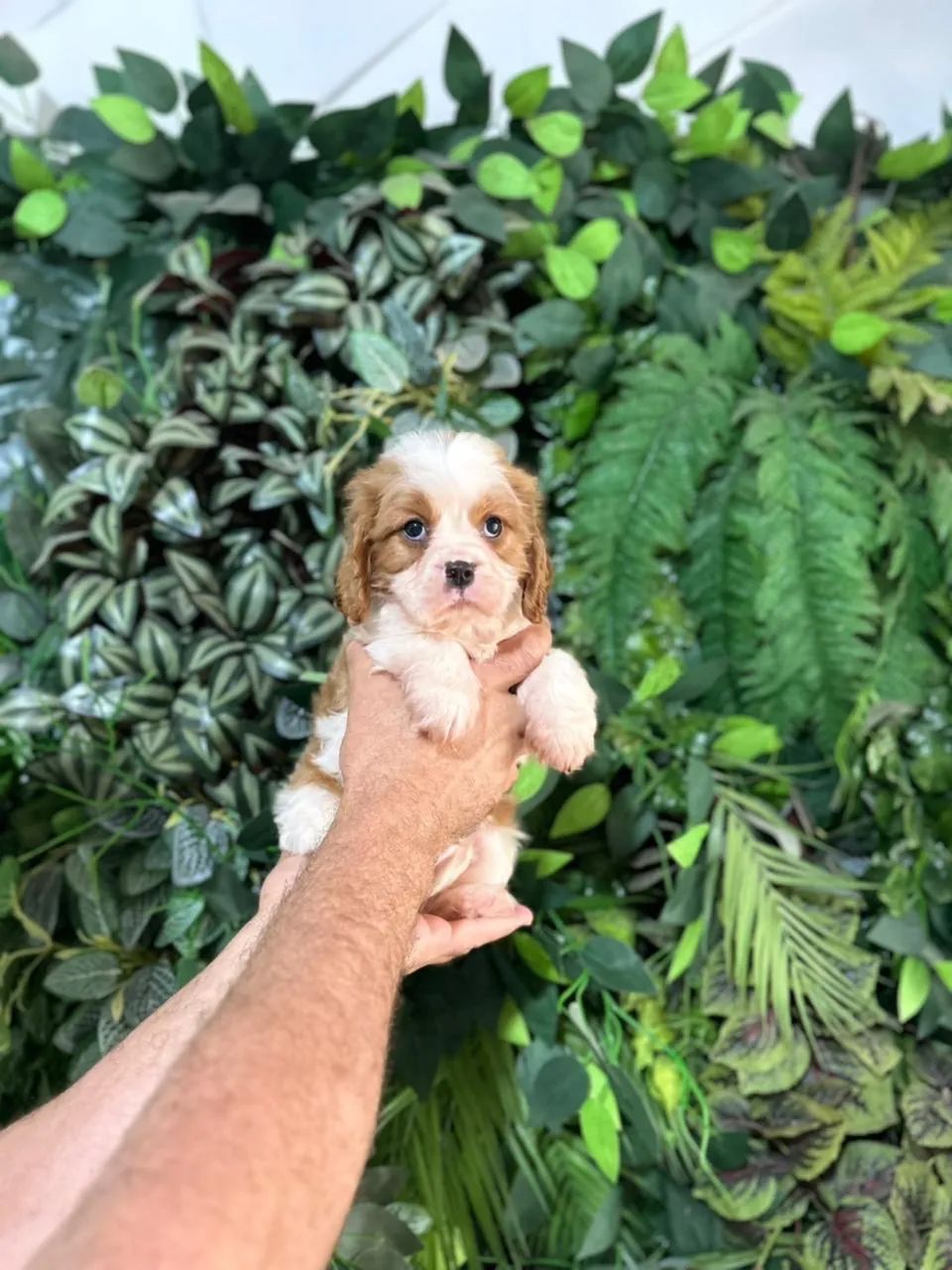 Cavalier king charles espanhol - Foto 3