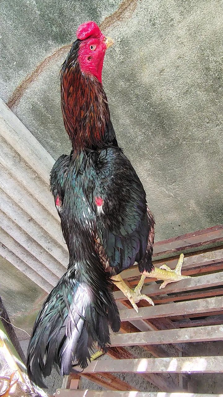 Galo preto da raça Mura 4,5 kg ideal para reprodutor salta filh brancos r$600 em até 3x - Foto 3