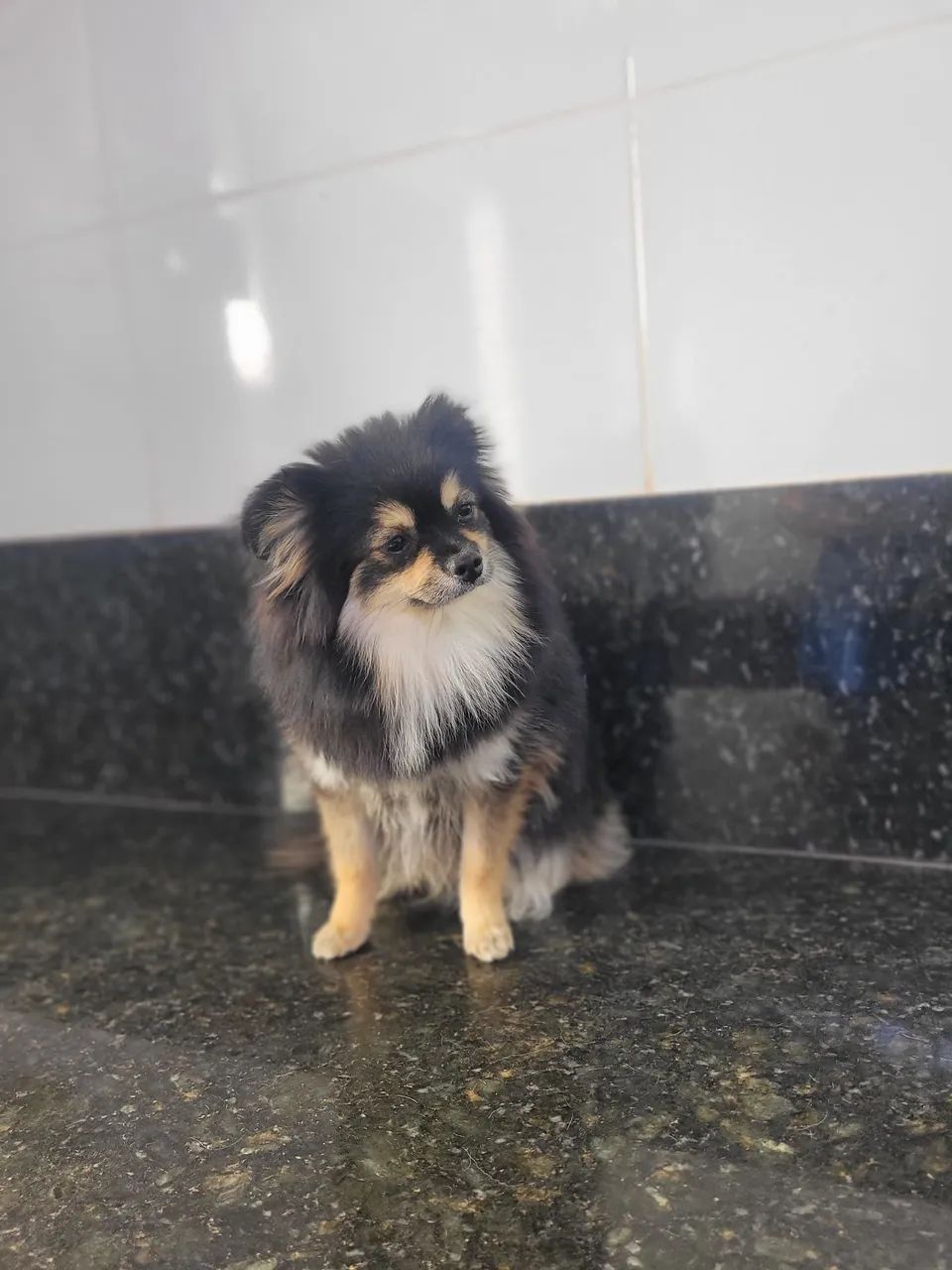 Spitz alemão Anão 