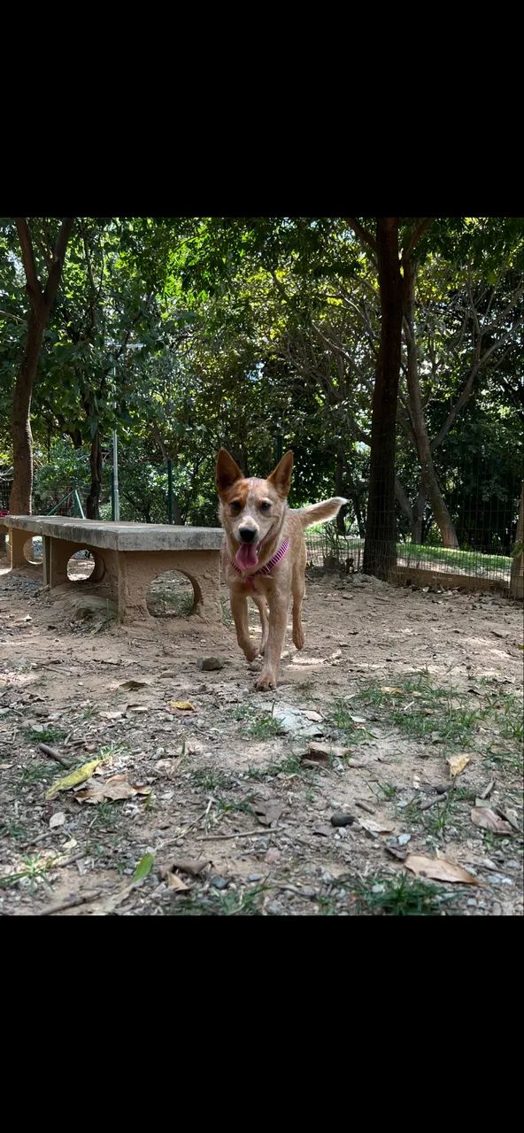 adoção cachorro Red Heller - Foto 3