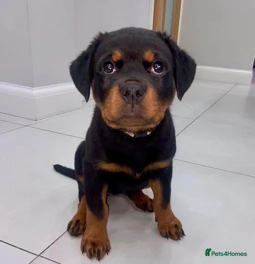 Cãozinho rottweiler dócil e saudável pronto para entrega