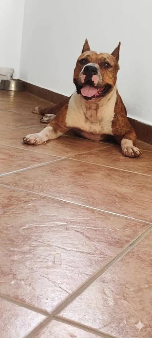 Pibull doação 