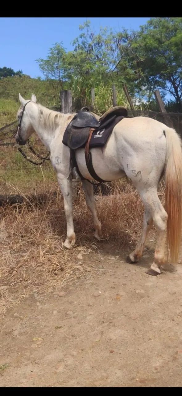 Cavalo Marchador - Venda, Troca - Entrada + Parcelas - Foto 3