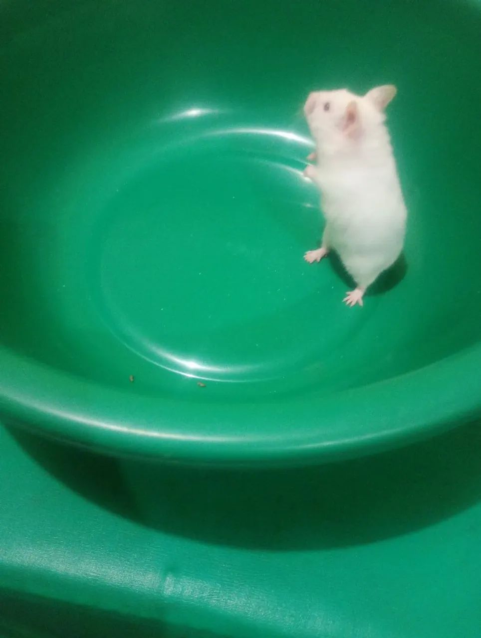 Hamster Sírio  - Foto 6