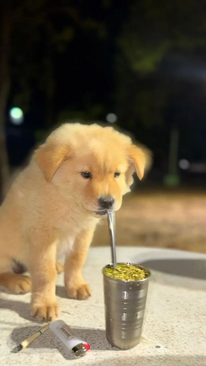 VENDO CHOW-CHOW FILHOTE  - Foto 5