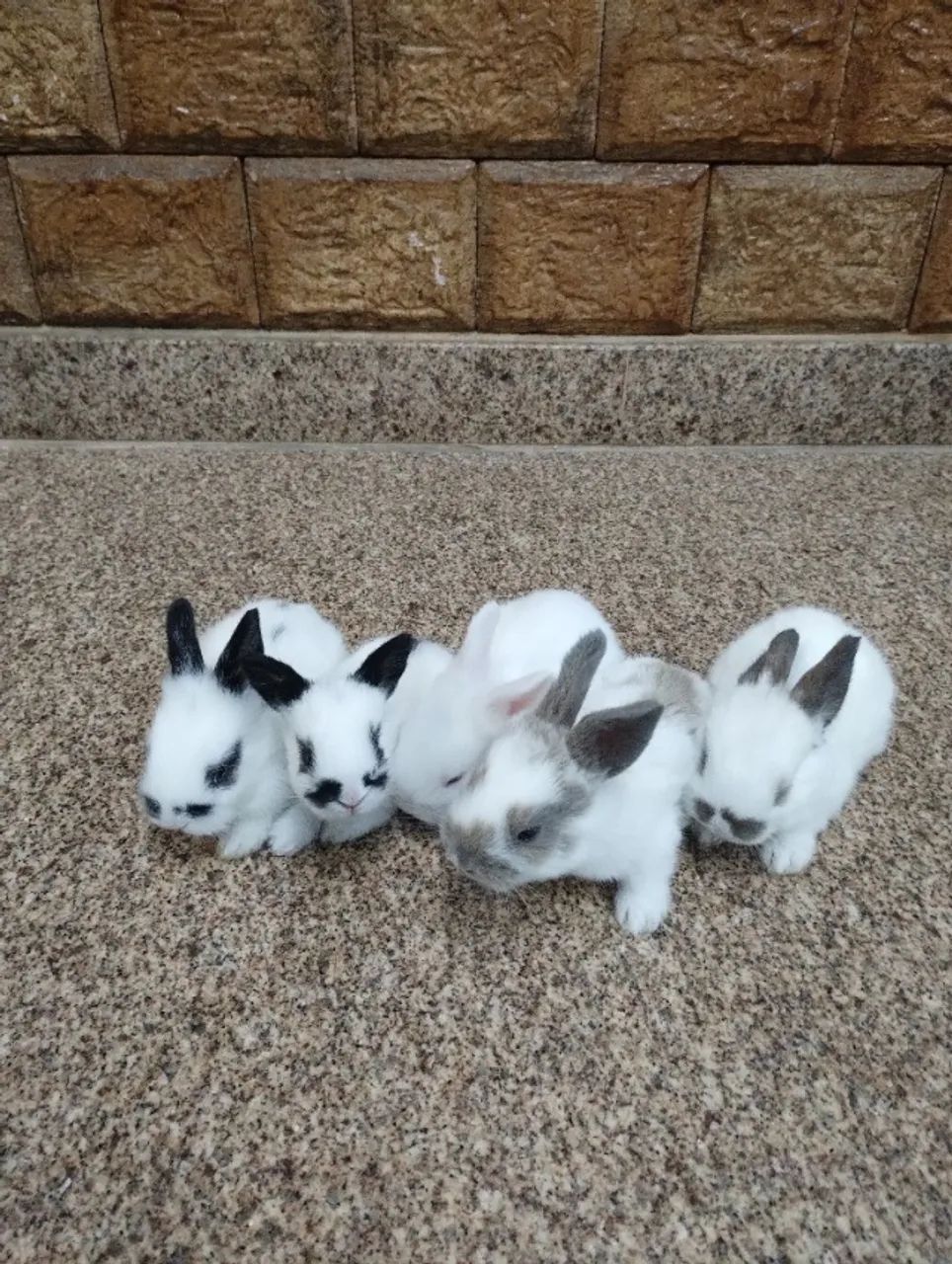 Coelhos65048997919233122