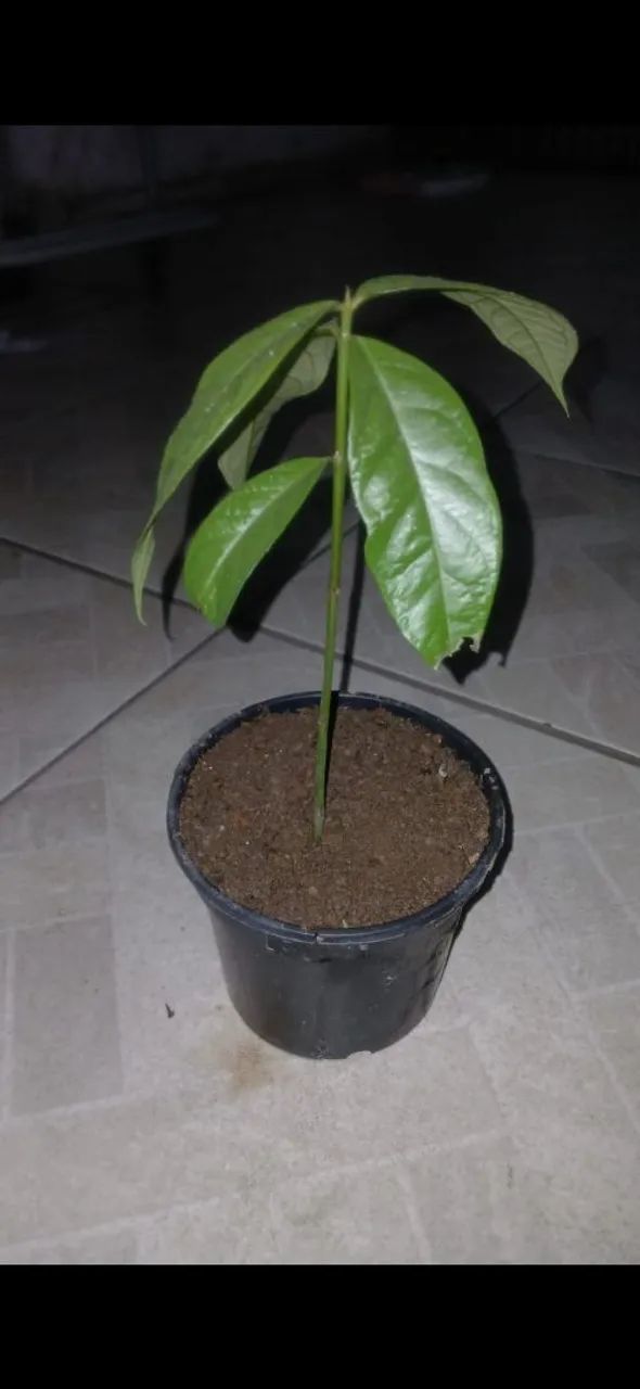 Muda de Jambo  - Foto 2