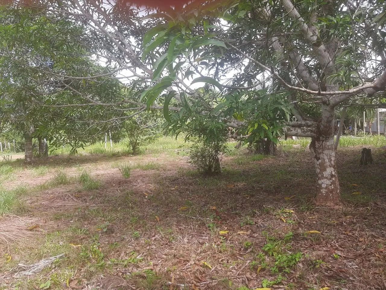 Vendo ou troco 3 terrenos  - Foto 4
