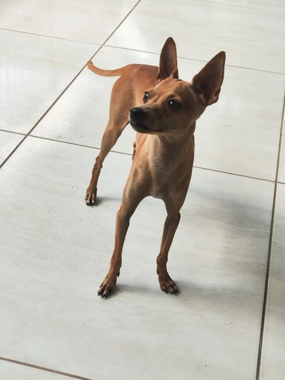 Pinscher  - Foto 4