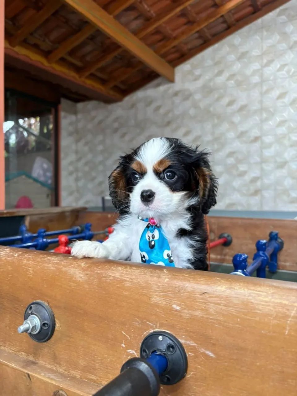 ? CAVALIER KING CHARLES À VENDA ? - Foto 2