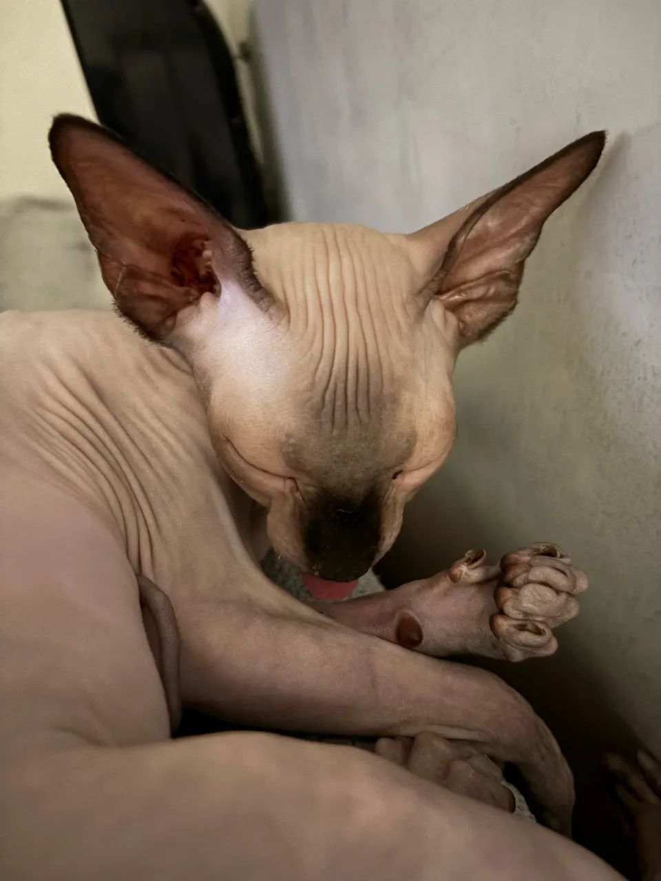 Procura-se macho da raça sphynx - Foto 3