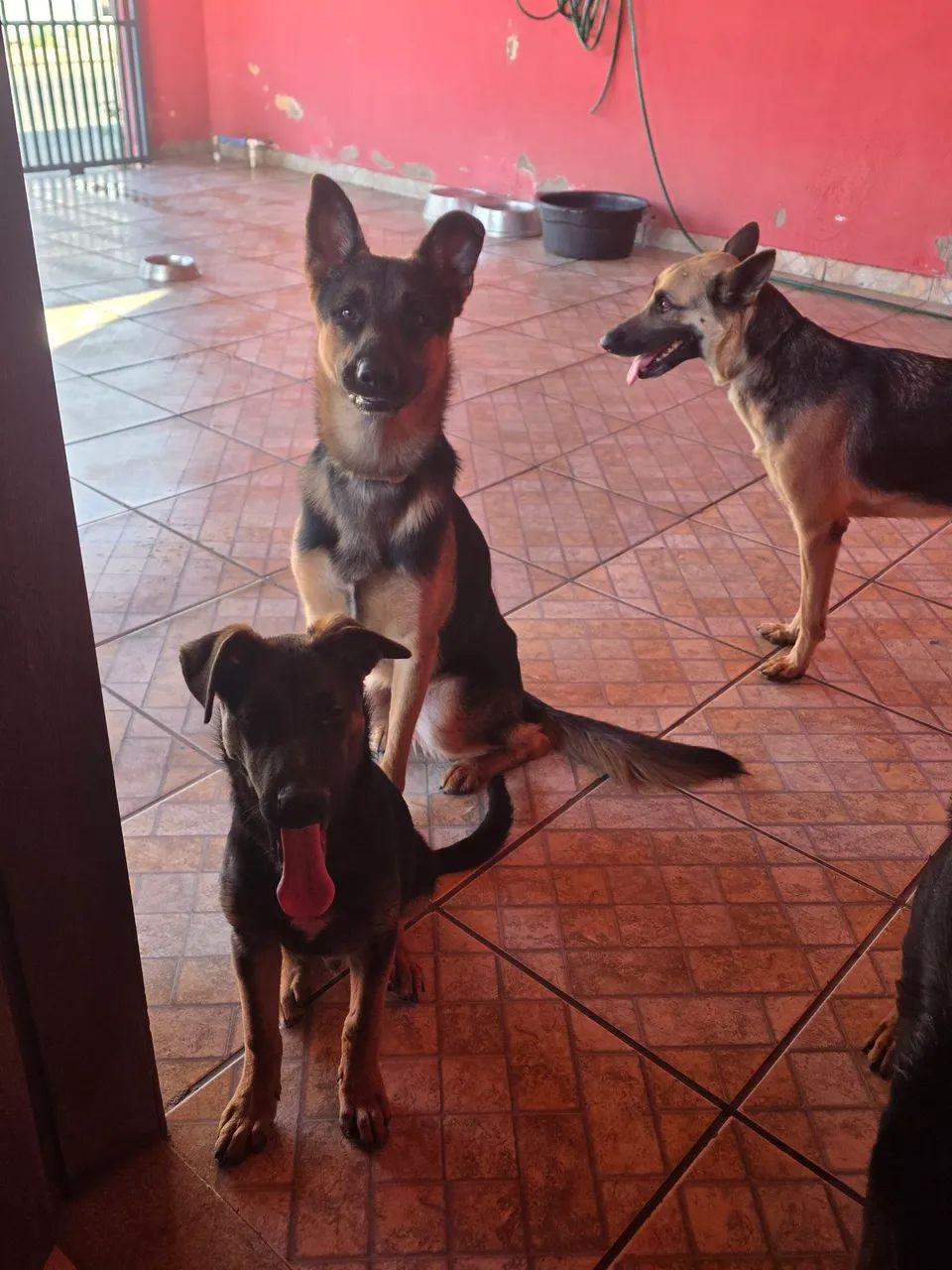 Cachorro pastor alemão 