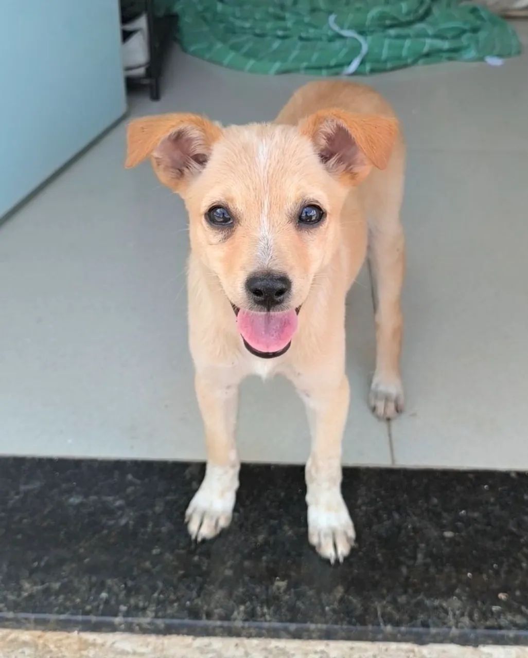 DOAÇÃO DE CACHORRA