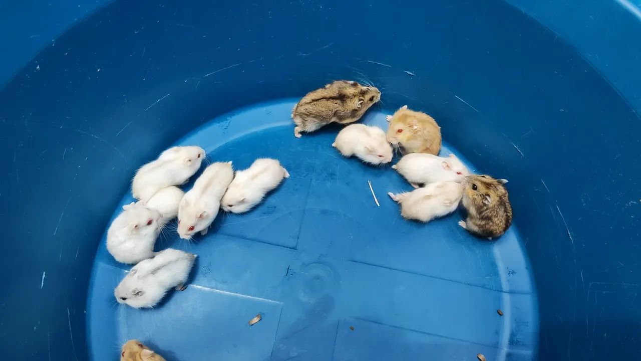 Hamster Anão Russo439275016244449284