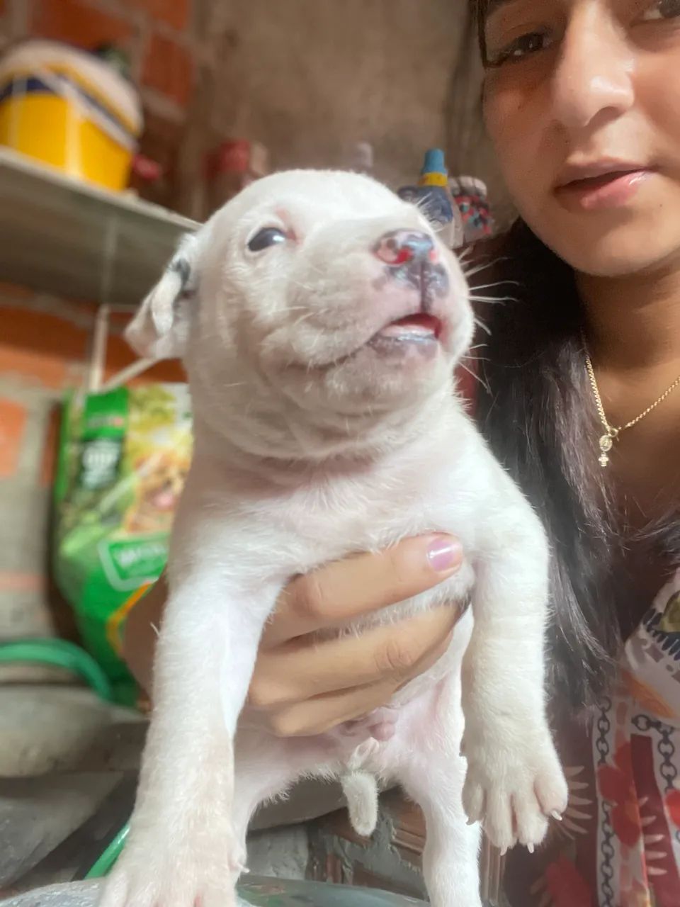 Vendo filhotes de pitbull  - Foto 6