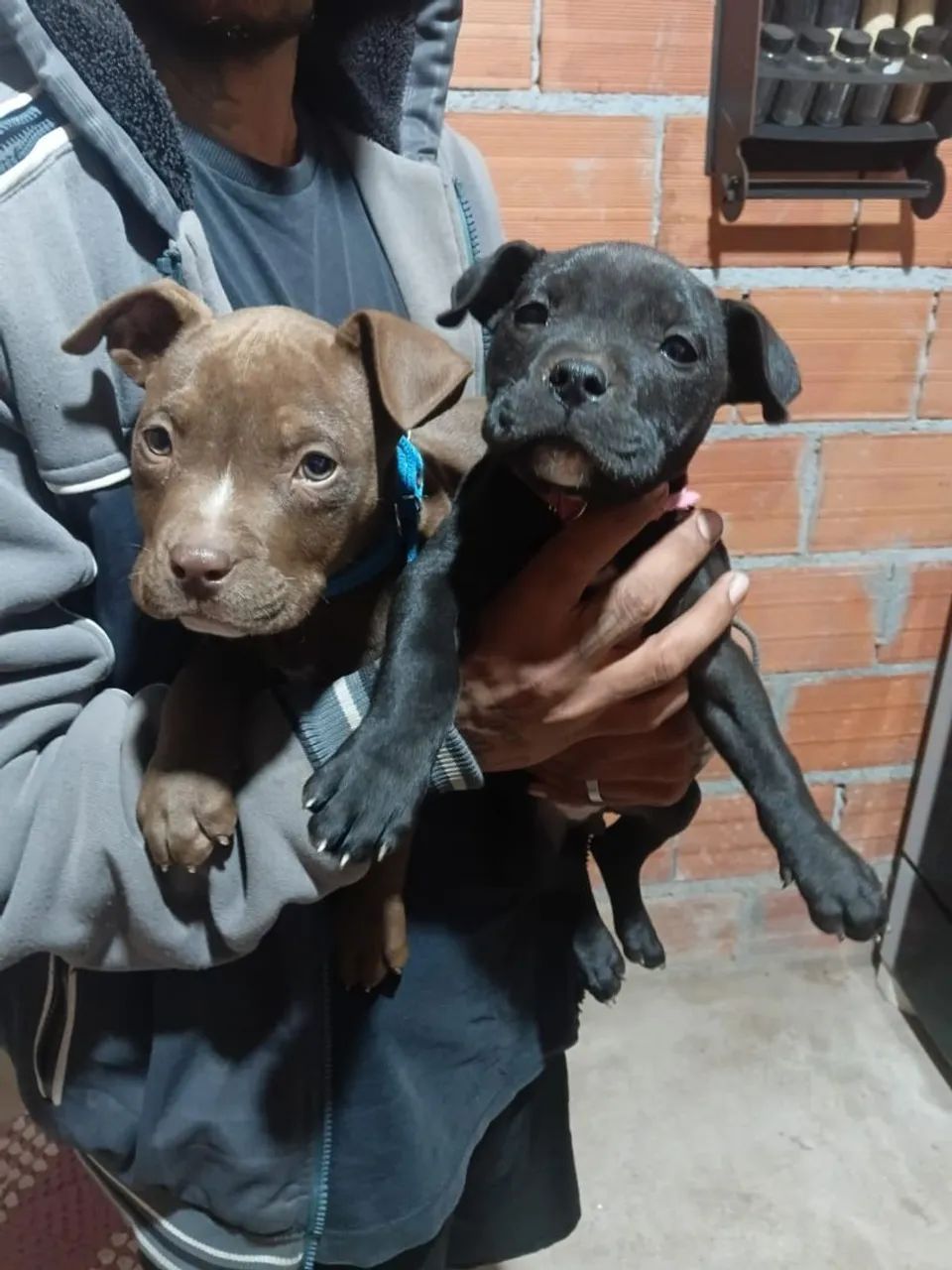 Pitbull  - Foto 2