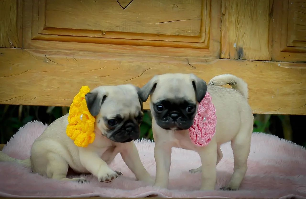 Pug bebê feminha mini com declaração de pureza