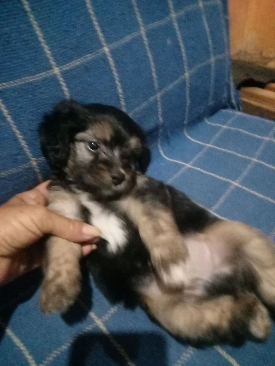 Animais de estimação  - Foto 4