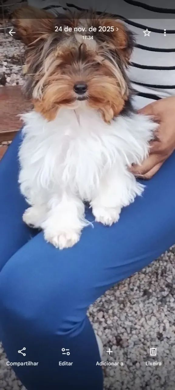 Yorkshire Terrier - Foto 3