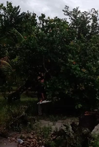 JPS Poda de Árvores  - Foto 2
