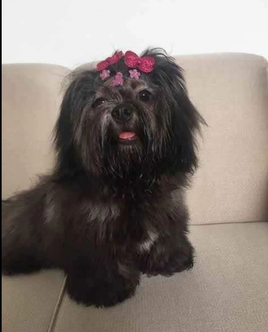 Lhasa Apso macho ( PROMOÇÃO)  - Foto 2