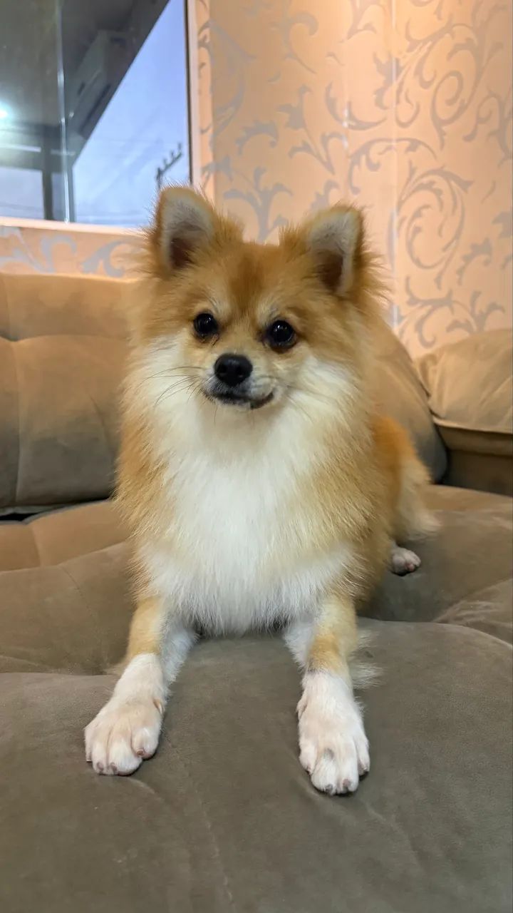 Spitz Alemão Macho Laranja com Pedigree e Vacinas - Foto 5