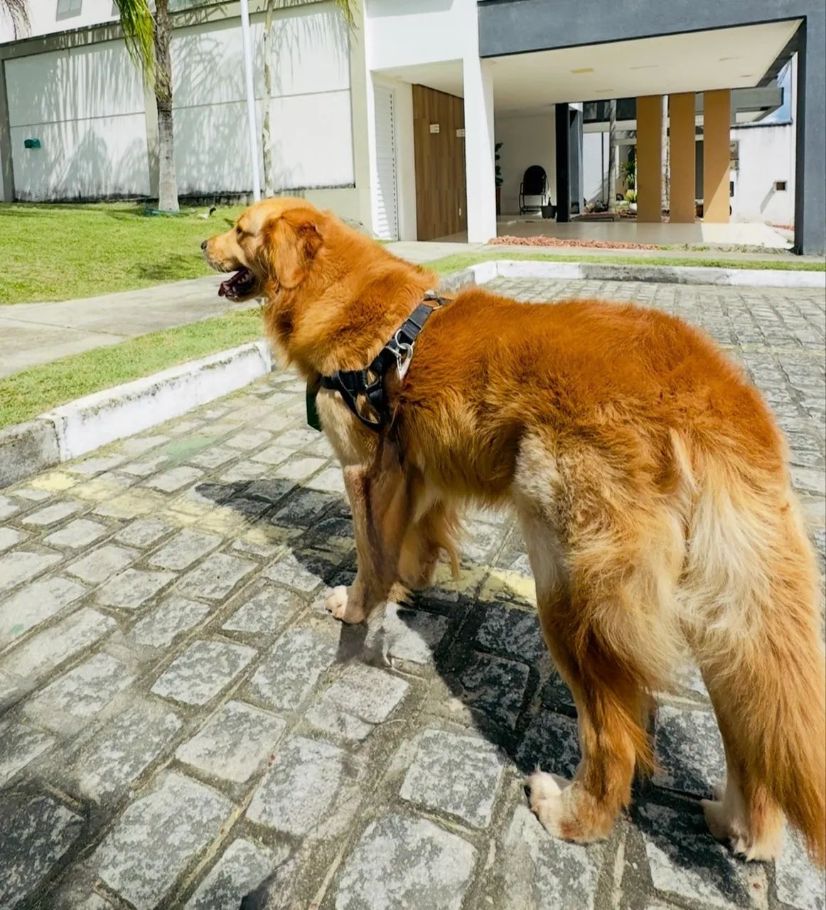 Golden Retriever macho a venda - Foto 2