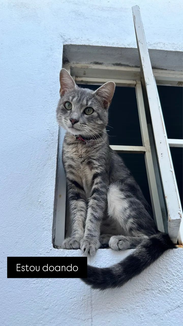 Doando  - Foto 4