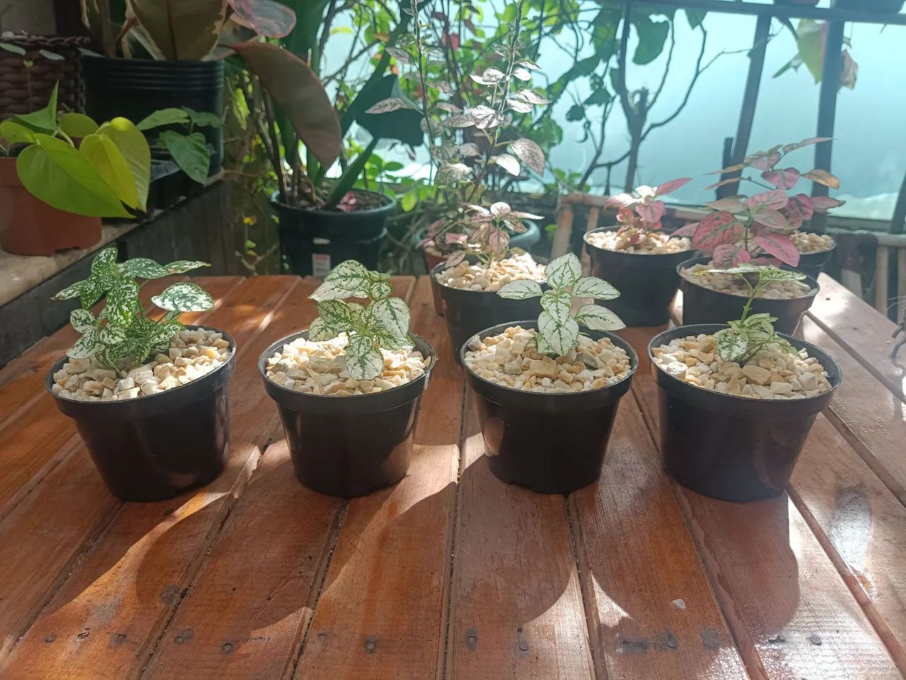 Lindas Mudas de Planta Confete no Vaso