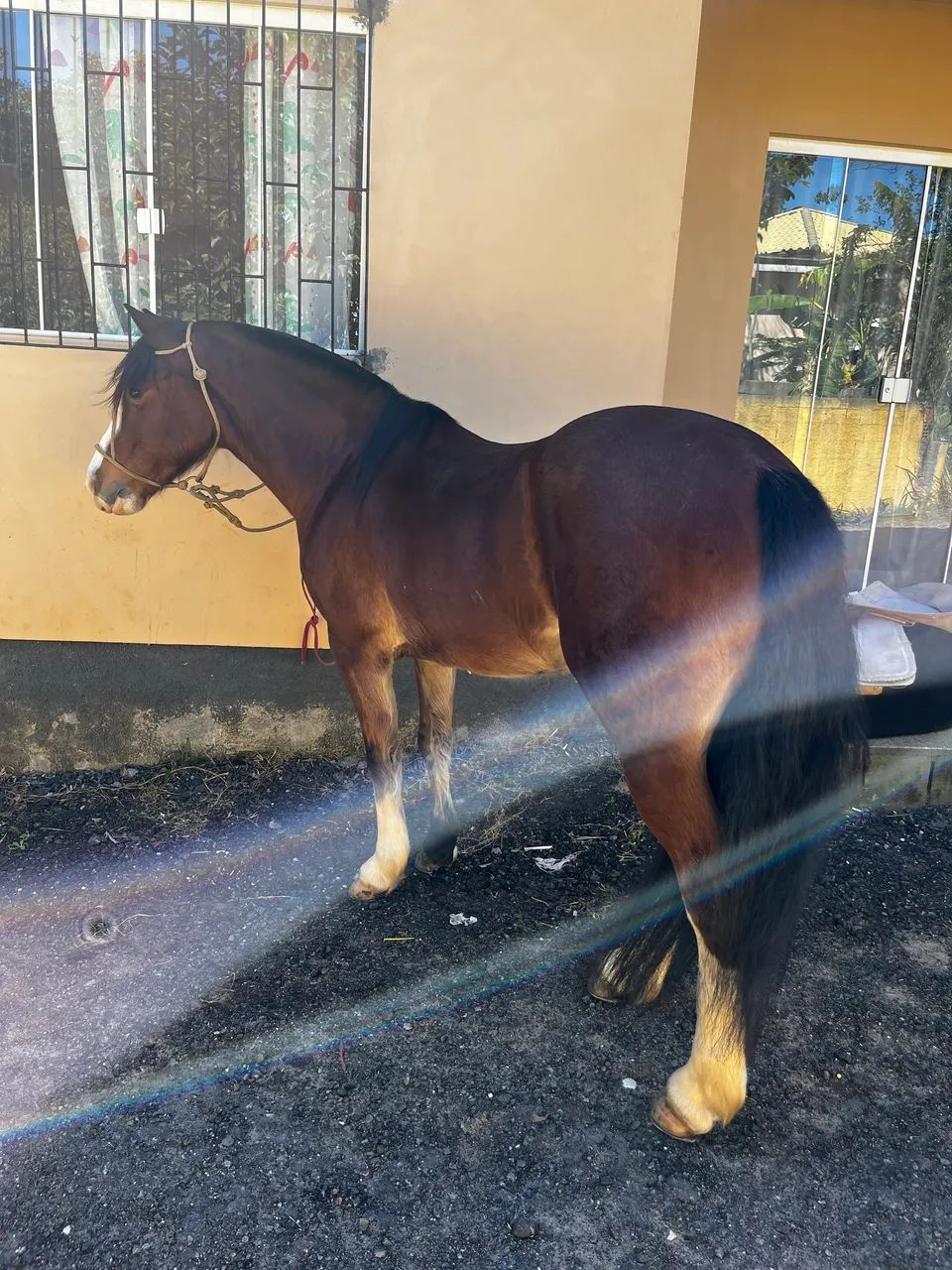 Cavalo crioulo - Foto 3