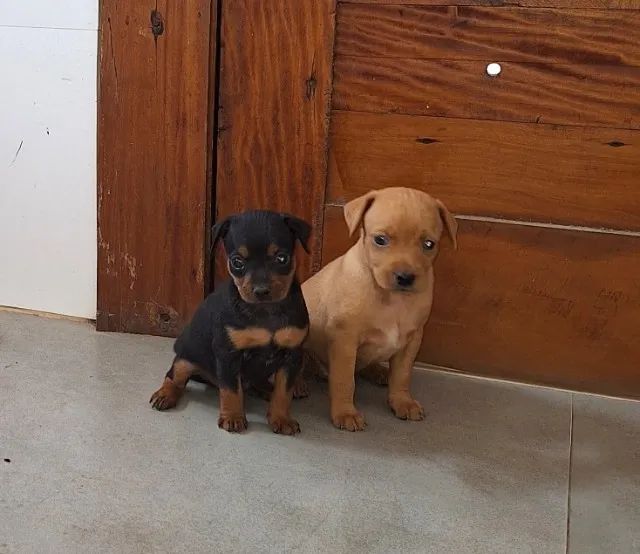 Lindos filhotes de Pinscher - Foto 6