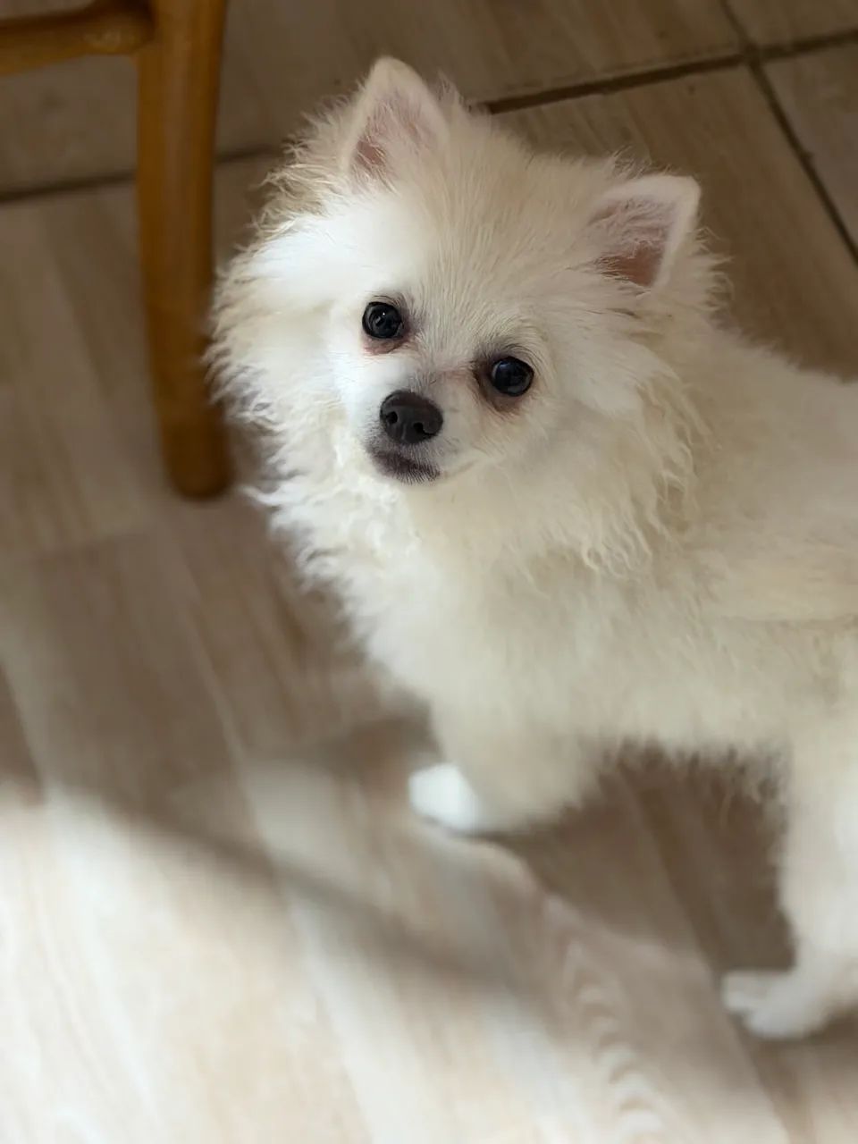 Lulu Macho - Foto 2
