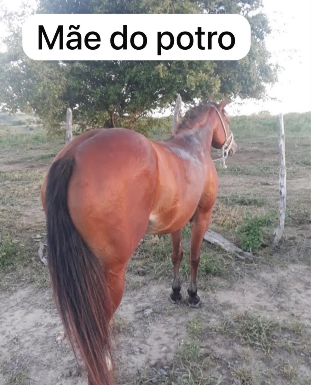 Potro Paint Horce  - Foto 3
