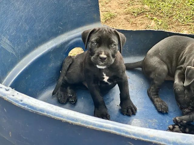 CANE CORSO - Foto 3