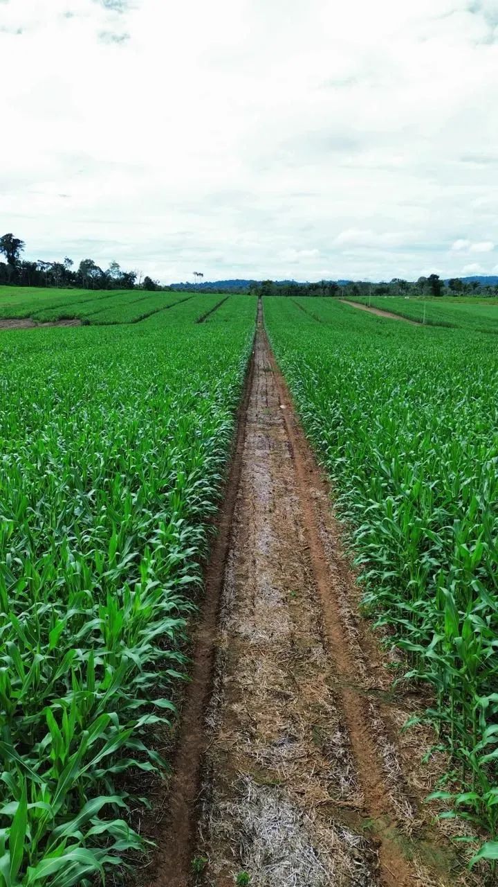 VENDO  FAZENDA EM NOVA MONTE VERDE/MT